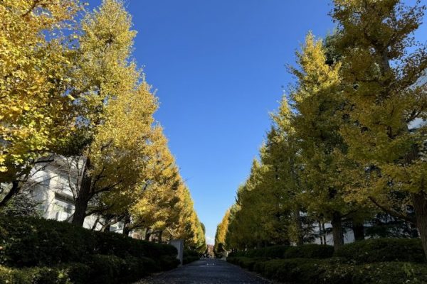銀杏並木の紅葉