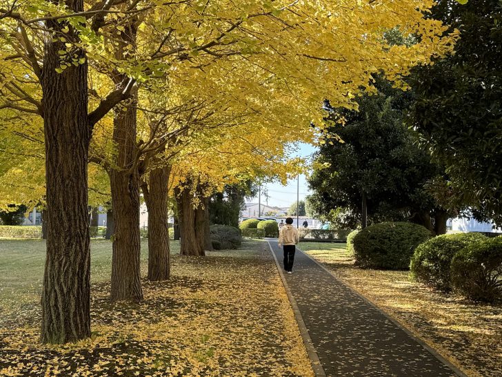 銀杏並木の紅葉